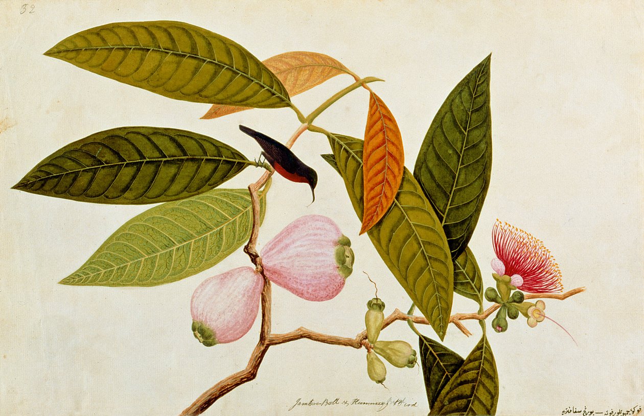 Jamboo, Boll and Humming Bird, fra Tegninger af Fugle fra Malacca, ca. 1805-18 (wc på papir) af Chinese School