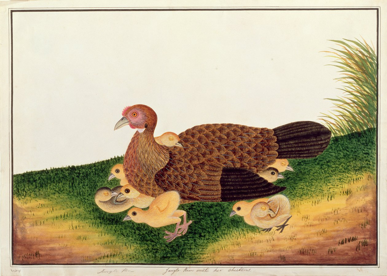Janglehøne med sine høns, fra Tegninger af fugle fra Malacca, ca. 1805-18 (wc på papir) af Chinese School