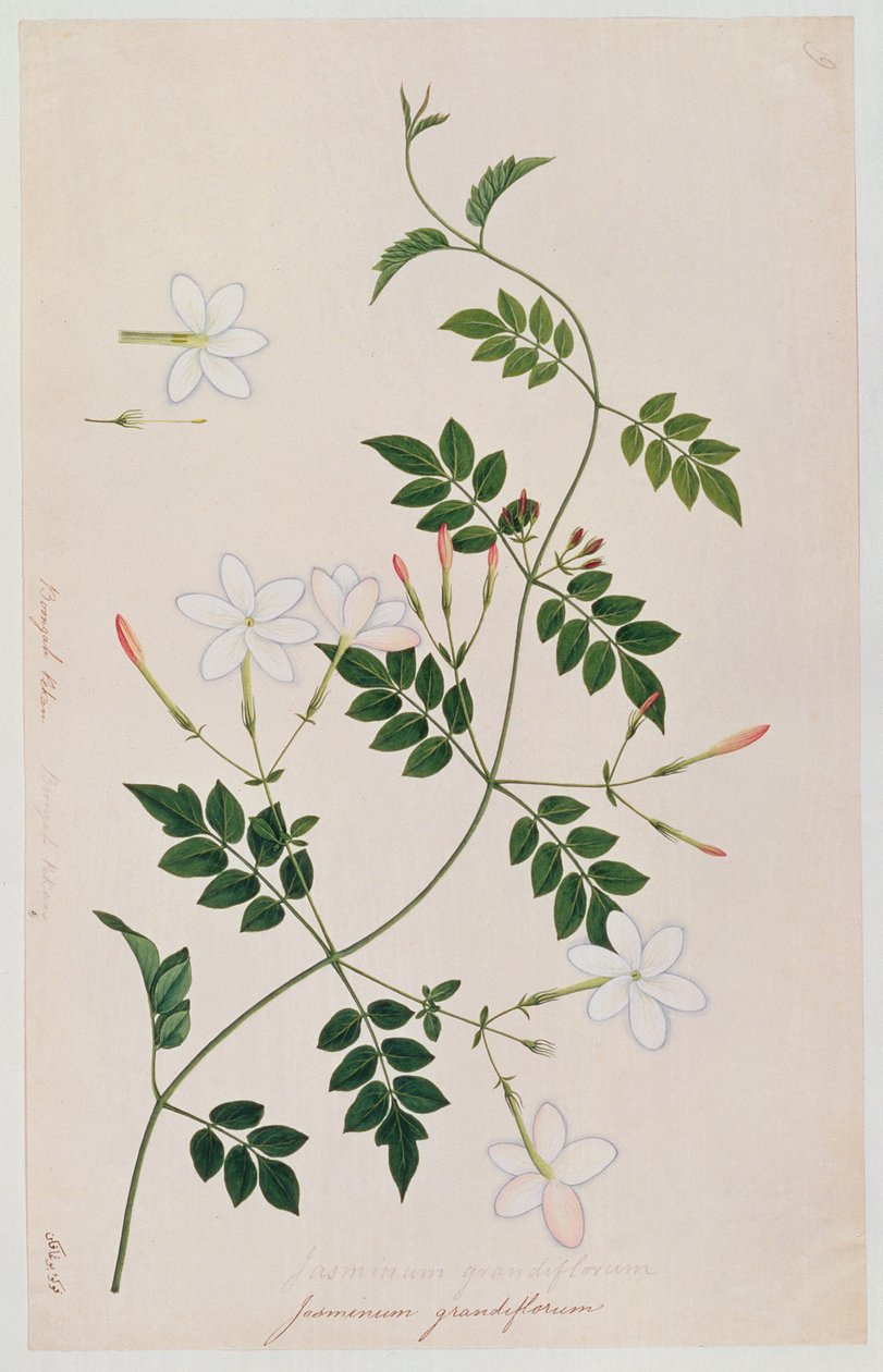 Jasminum grandiflorum, fra tegninger af planter fra Malacca, ca. 1805-18 (wc på papir) af Chinese School