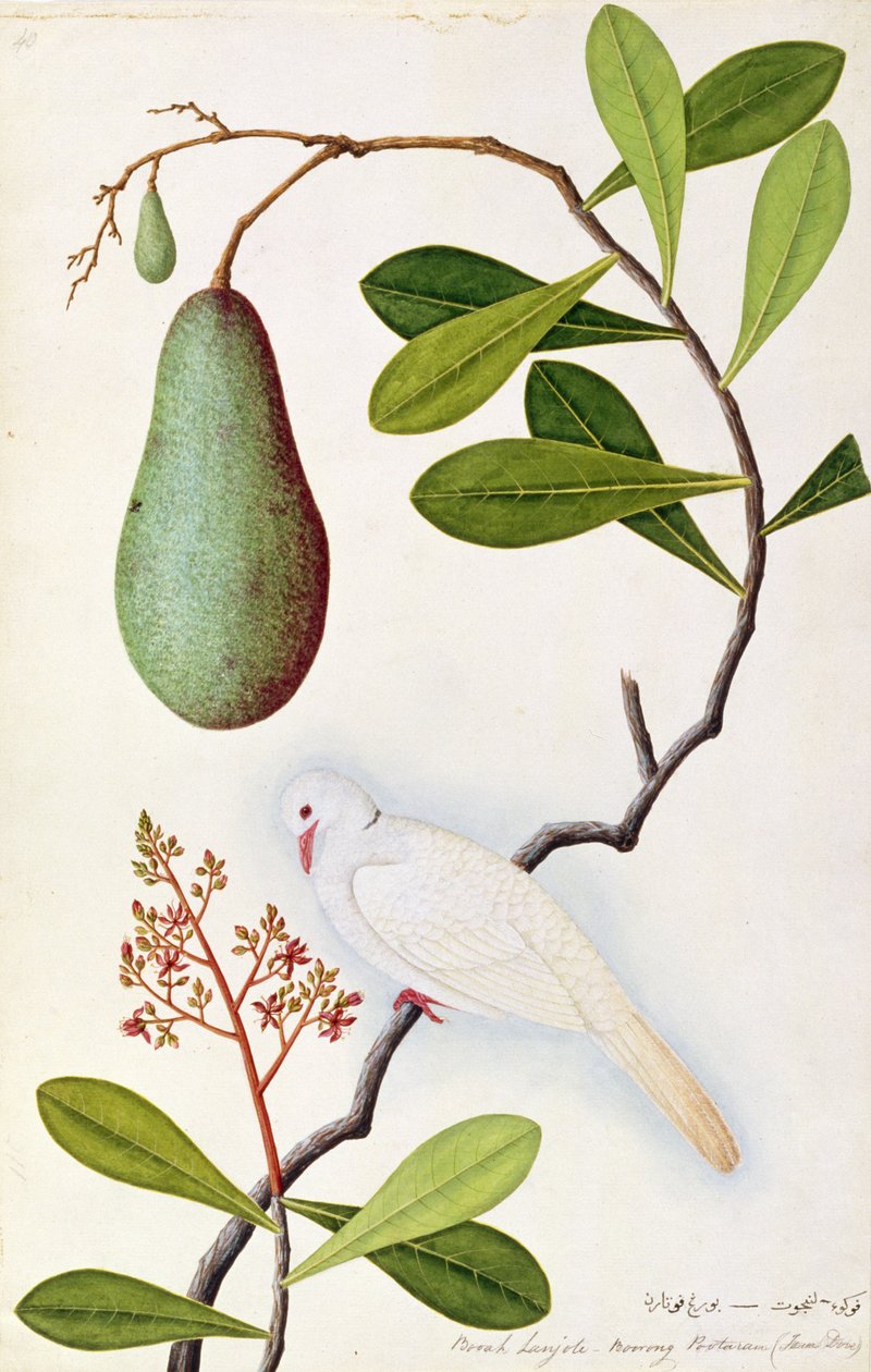 Java Dove eller Boorah Poutaran, fra Tegninger af fugle fra Malacca, ca. 1805-18 (wc på papir) af Chinese School