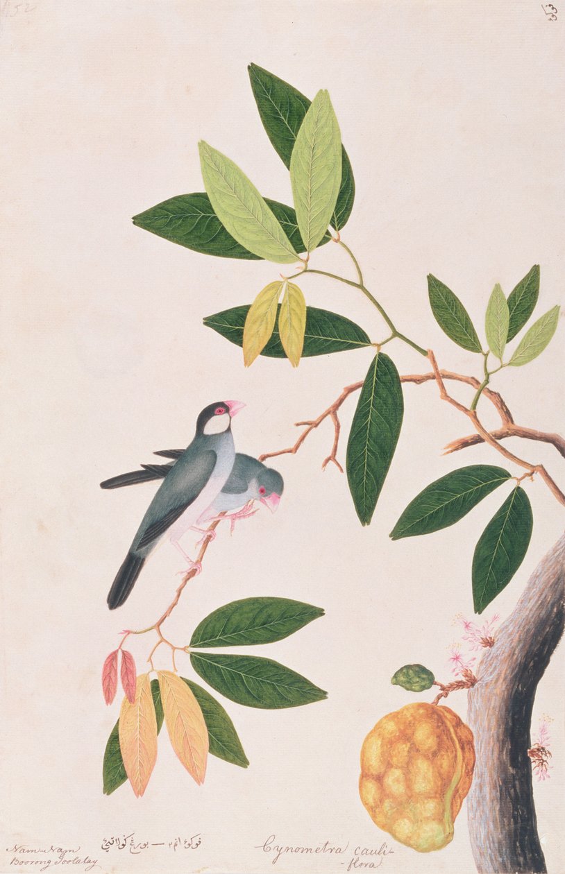 Java Sparrow, fra Tegninger af Fugle fra Malacca, ca. 1805-18 (wc på papir) af Chinese School