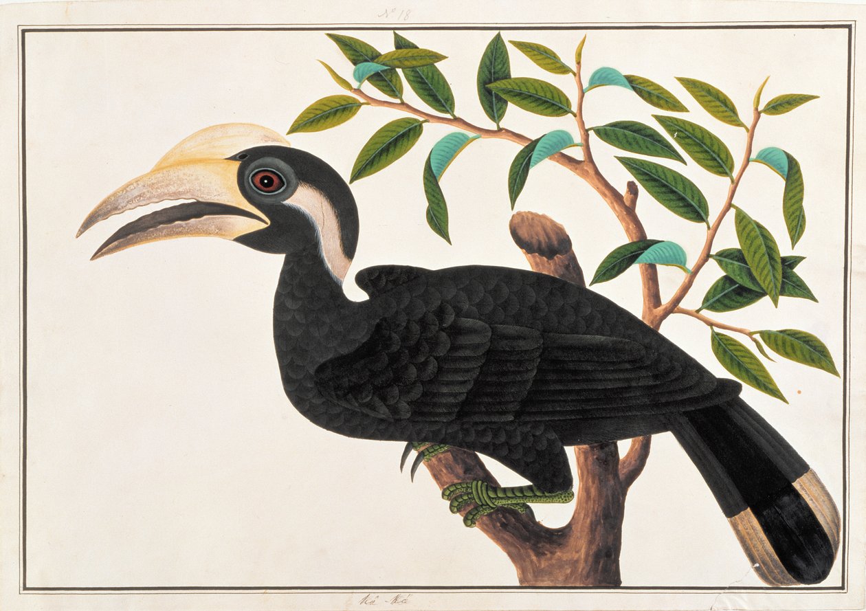 Ke-ke, fra Tegninger af Fugle fra Malacca, ca. 1805-18 (wc på papir) af Chinese School