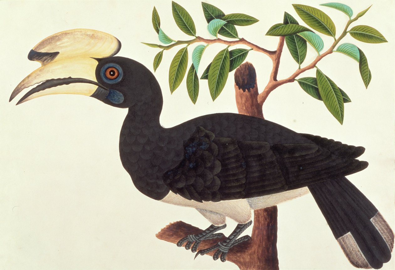 Ke-ke, fra Tegninger af Fugle fra Malacca, ca. 1805-18 (wc på papir) af Chinese School