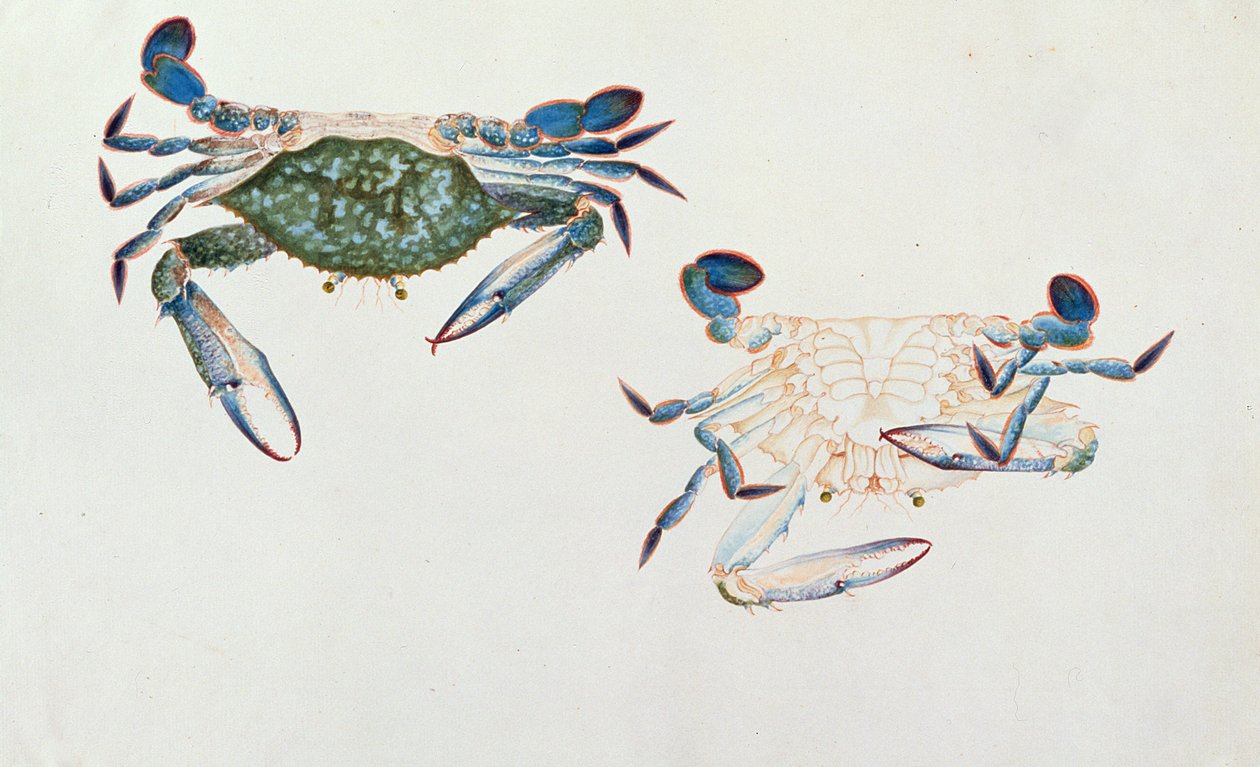 Ketam Rinyong, fra Tegninger af dyr, insekter og krybdyr fra Malacca, ca. 1805-18 (wc og gouache på papir) af Chinese School