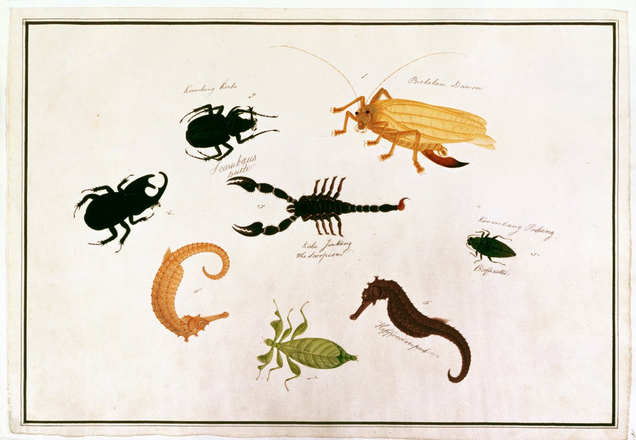 Koombang Kerbo, Bielalan Dawon, Kala Jinking, Koombang Padang, Hippocampus, fra tegninger af dyr, insekter og krybdyr fra Malacca, ca. 1805-18 (wc og gouache på papir) af Chinese School