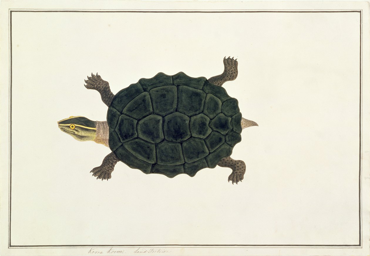 Landskildpadde, Koora Koora, fra tegninger af dyr, insekter og krybdyr fra Malacca, ca. 1805-18 (wc og gouache på papir) af Chinese School
