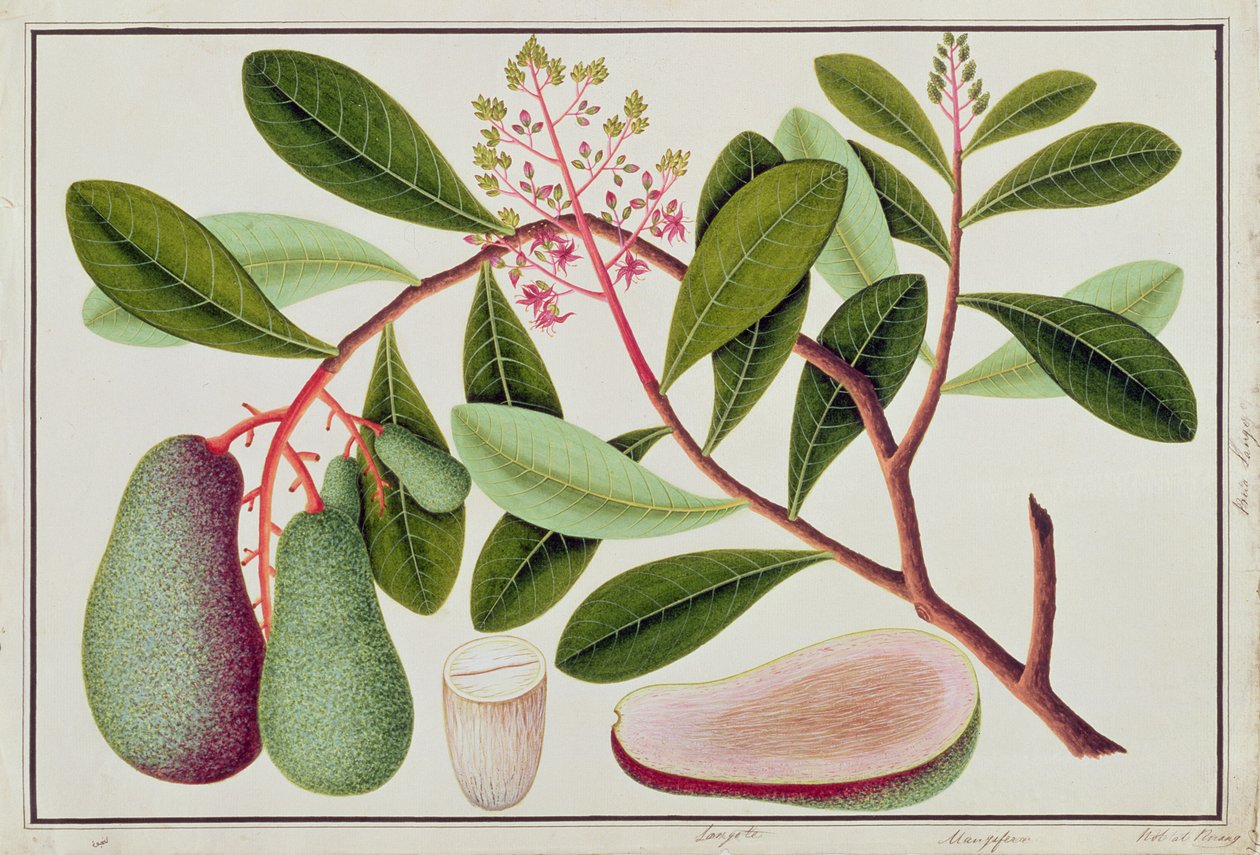 Langote eller Mangifera, fra tegninger af planter fra Malacca, 1800-tallet (wc på papir) af Chinese School