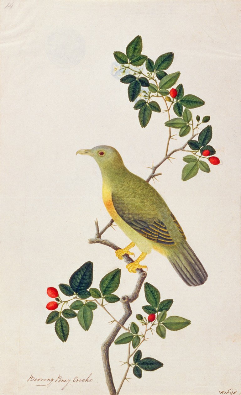 Stor grøn due, fra tegninger af fugle fra Malacca, ca. 1805-18 (wc på papir) af Chinese School
