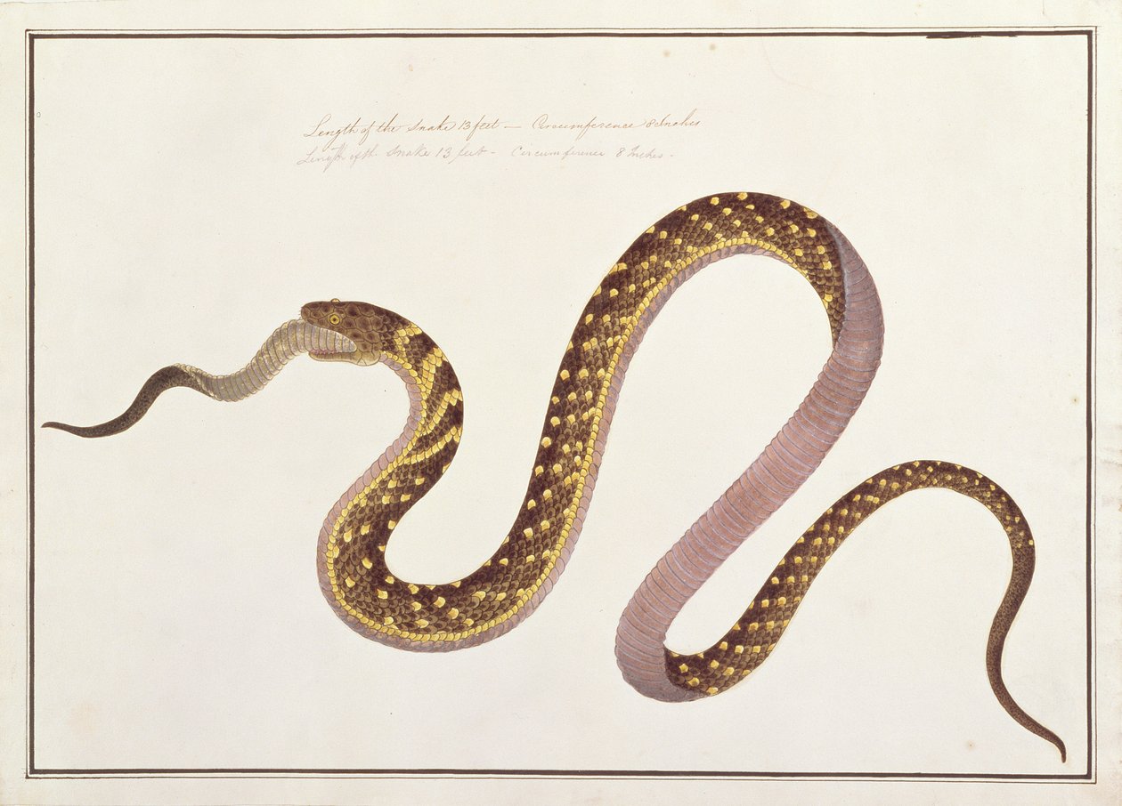Stor slange spiser en anden, fra tegninger af dyr, insekter og krybdyr fra Malacca, ca. 1805-18 (wc og gouache på papir) af Chinese School
