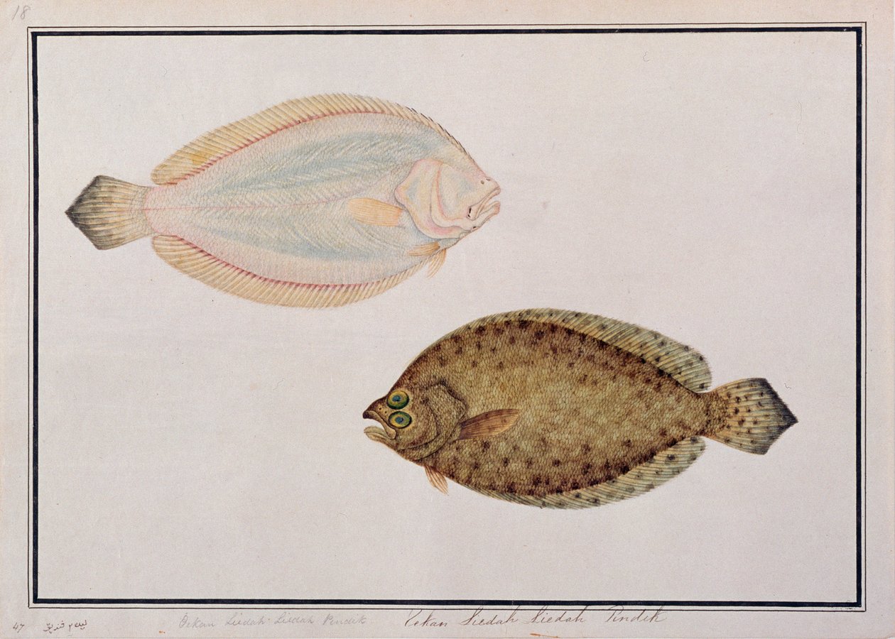 Stortandet skrubbe, fra tegninger af fisk fra Malacca, ca. 1805-18 (wc på papir) af Chinese School