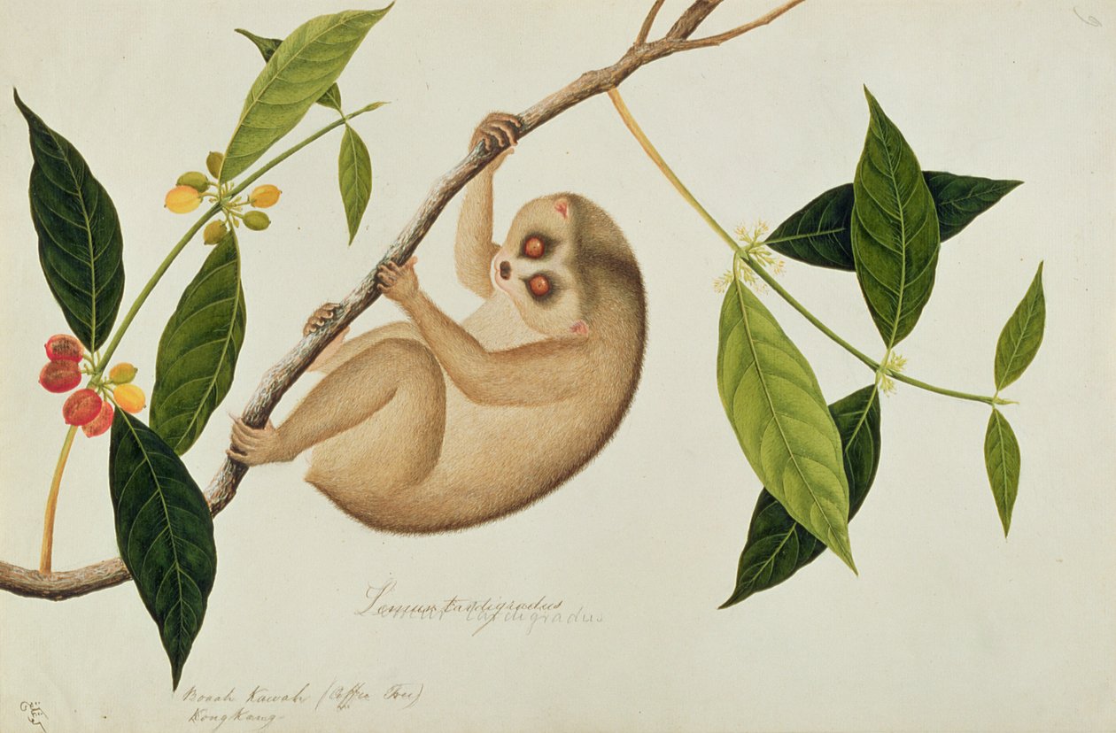 Lemur tardigradus, Booah Kawah (kaffetræ) Kong Kang, fra Tegninger af dyr, insekter og krybdyr fra Malacca, ca. 1805-18 (wc og gouache på papir) af Chinese School