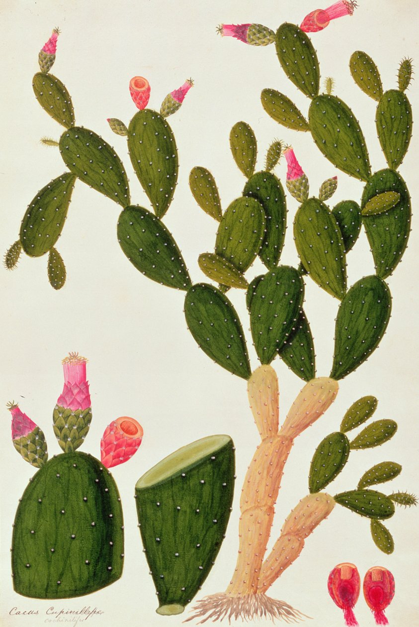 Liedah Badah, Cardasse Cochenille, fra Drawings of Plants from Malacca, ca. 1805-18 (wc på papir) af Chinese School