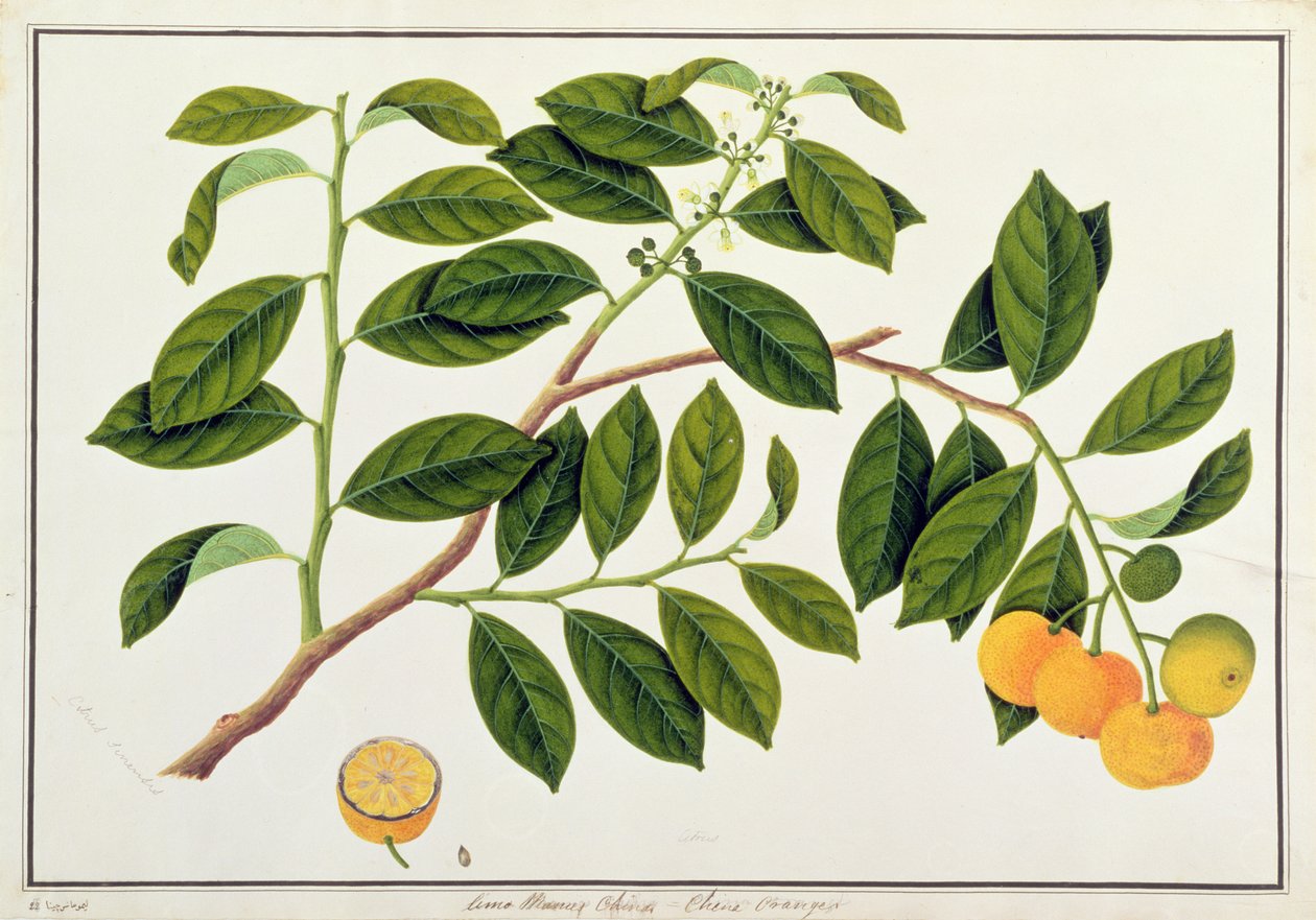Limo Manies Kina eller kinesiske appelsiner, fra tegninger af planter fra Malacca, ca. 1805-18 (wc på papir) af Chinese School