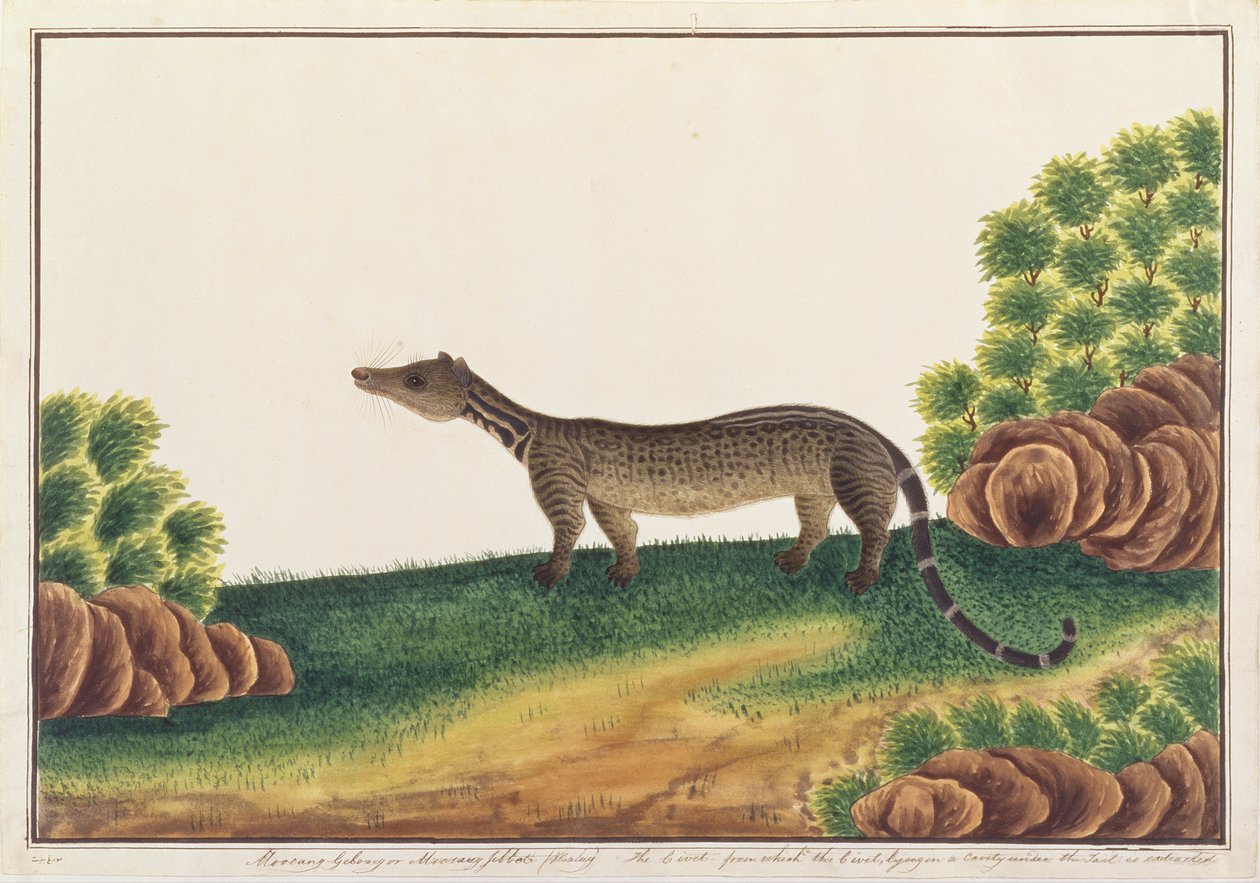 Malay Civet, fra tegninger af dyr, insekter og krybdyr fra Malacca, ca. 1805-18 (gouache og wc på papir) af Chinese School