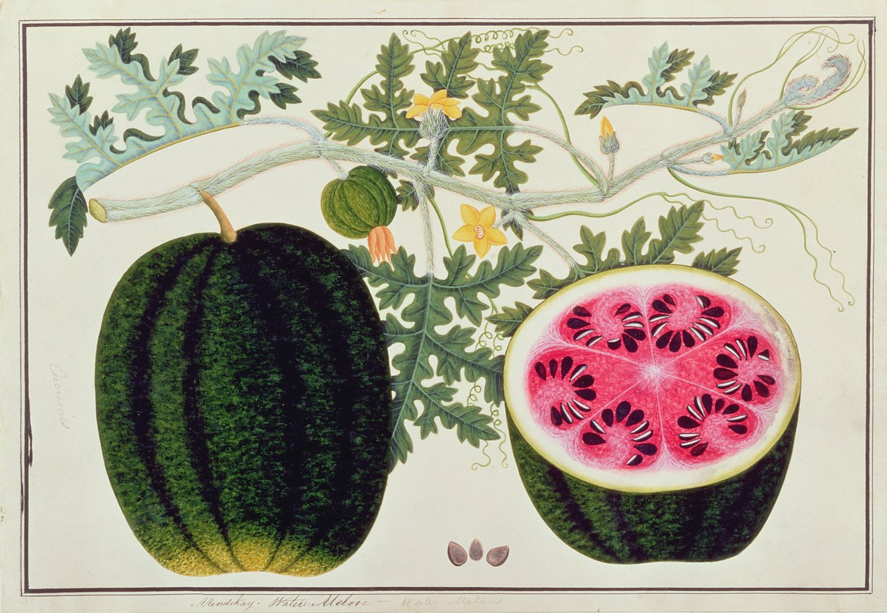 Mindikay eller vandmelon, fra tegninger af planter fra Malacca, ca. 1805-18 (wc på papir) af Chinese School