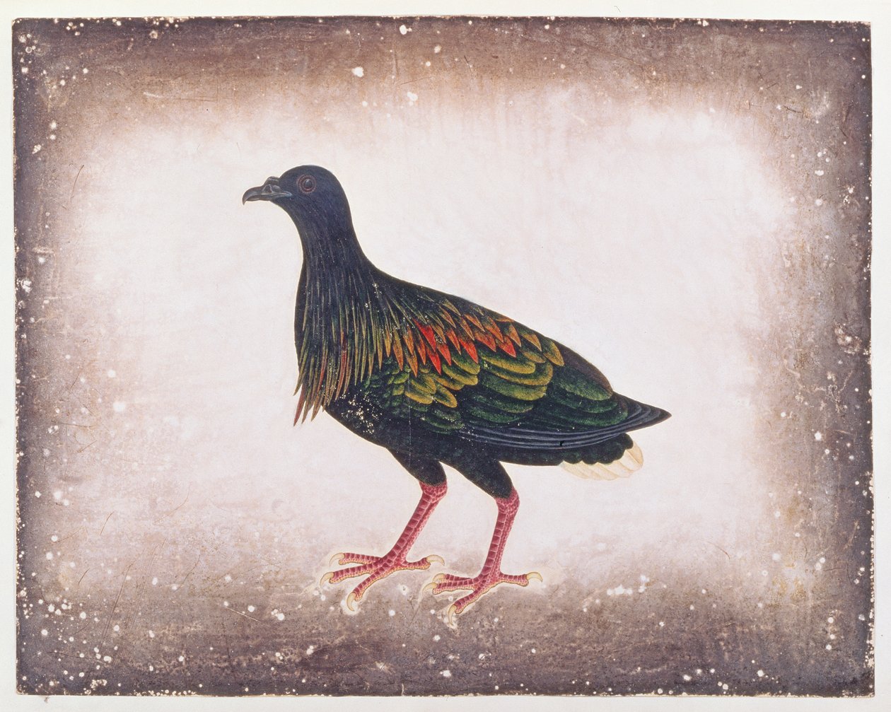 Nicobar Pigeon, fra Tegninger af Fugle fra Malacca, ca. 1805-18 (wc på papir) af Chinese School