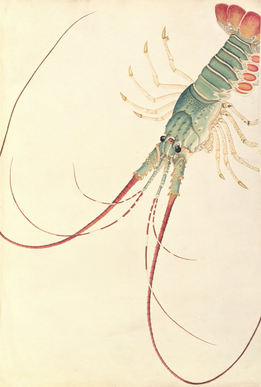 Oodang Katik la-ote, fra Tegninger af dyr, insekter og krybdyr fra Malacca, ca. 1805-18 (wc og gouache på papir) af Chinese School