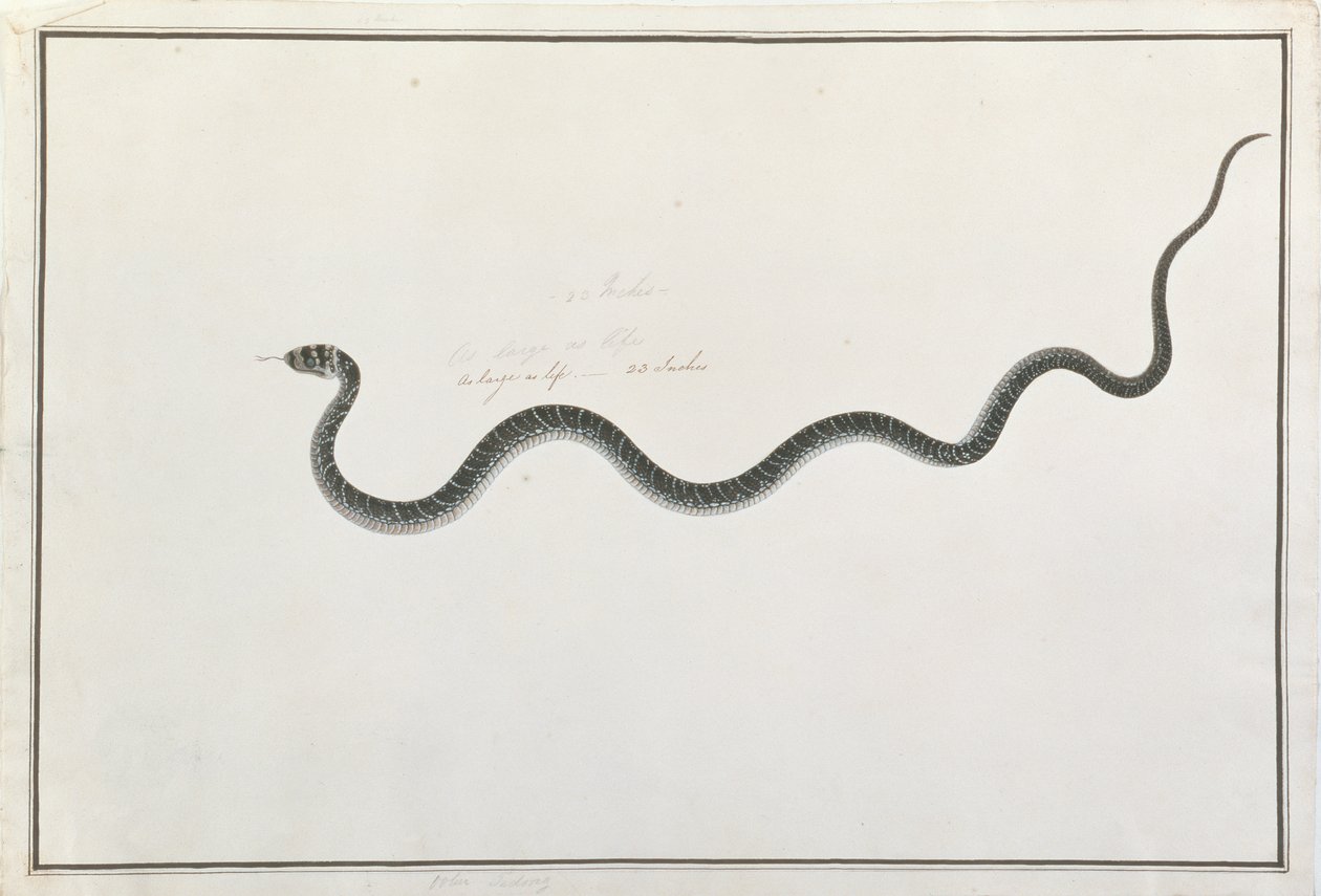 Oolur Tedong, fra Tegninger af dyr, insekter og krybdyr fra Malacca, ca. 1805-18 (wc og gouache på papir) af Chinese School