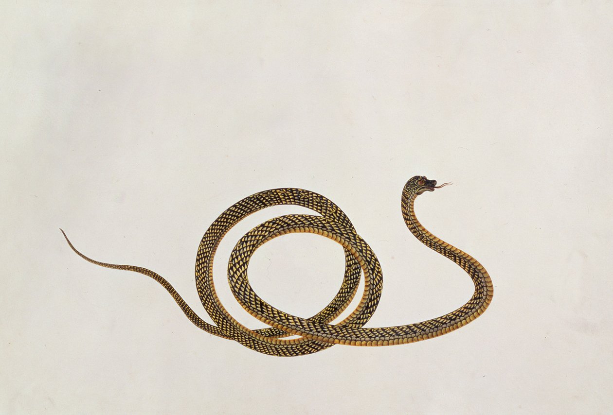 Oolur, fra tegninger af dyr, insekter og krybdyr fra Malacca, ca. 1805-18 (gouache og wc på papir) af Chinese School