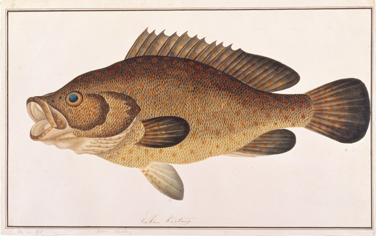 Orange-plettet havabborre, fra tegninger af fisk fra Malacca, ca. 1805-18 (wc på papir) af Chinese School