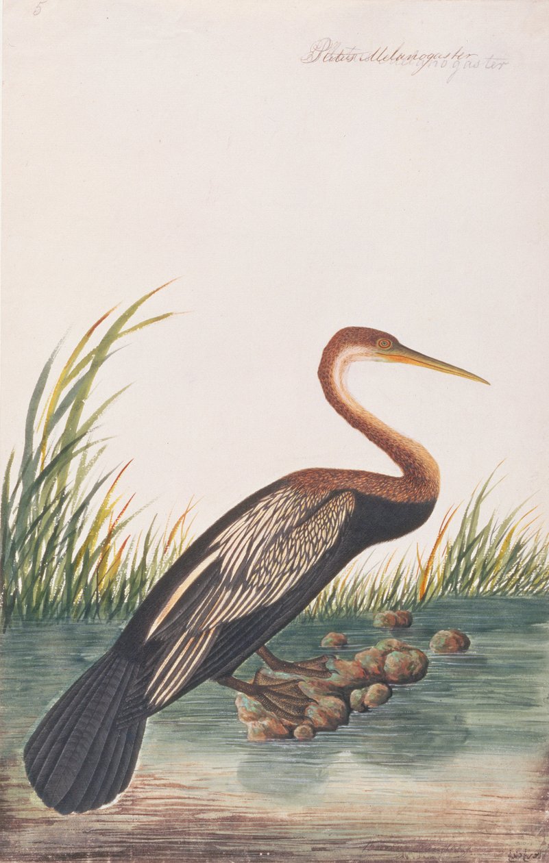 Oriental Darter, fra Tegninger af Fugle fra Malacca, ca. 1805-18 (wc på papir) af Chinese School