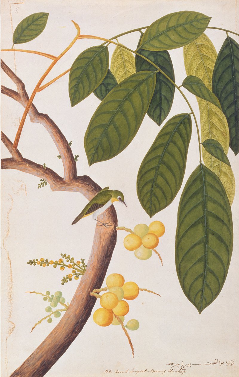 Orientalsk White-eye, fra Tegninger af Fugle fra Malacca, ca. 1805-18 (wc på papir) af Chinese School