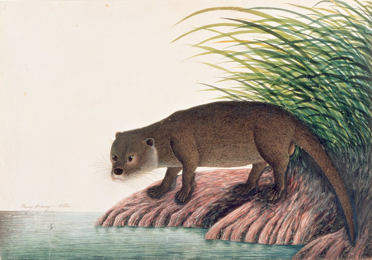 Otter, Brang-Brang, fra tegninger af dyr, insekter og krybdyr fra Malacca, ca. 1805-18 (wc og gouache på papir) af Chinese School