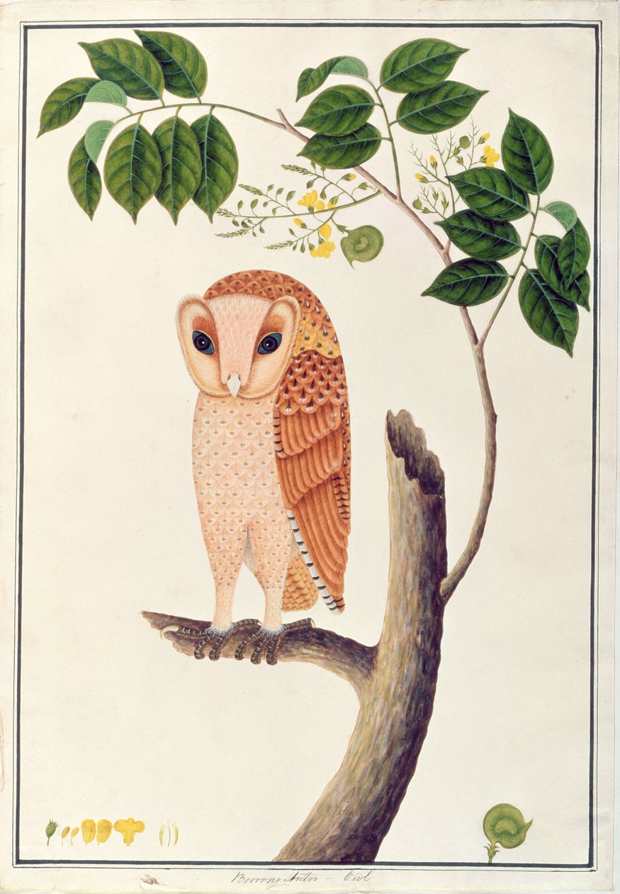 Ugle, Boorong antoo, fra Tegninger af Fugle fra Malacca, ca. 1805-18 (wc på papir) af Chinese School