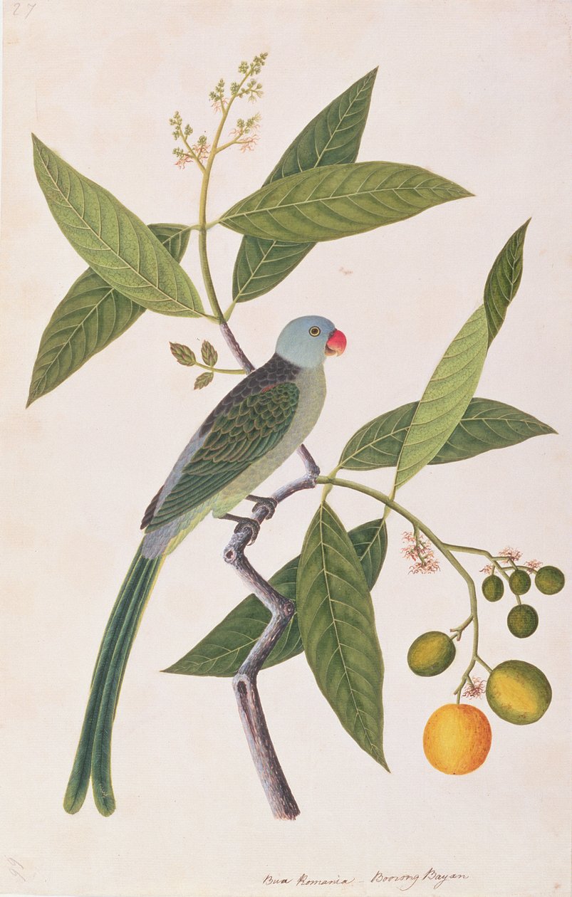 Parakit, fra Tegninger af Fugle fra Malacca, ca. 1805-18 (wc på papir) af Chinese School