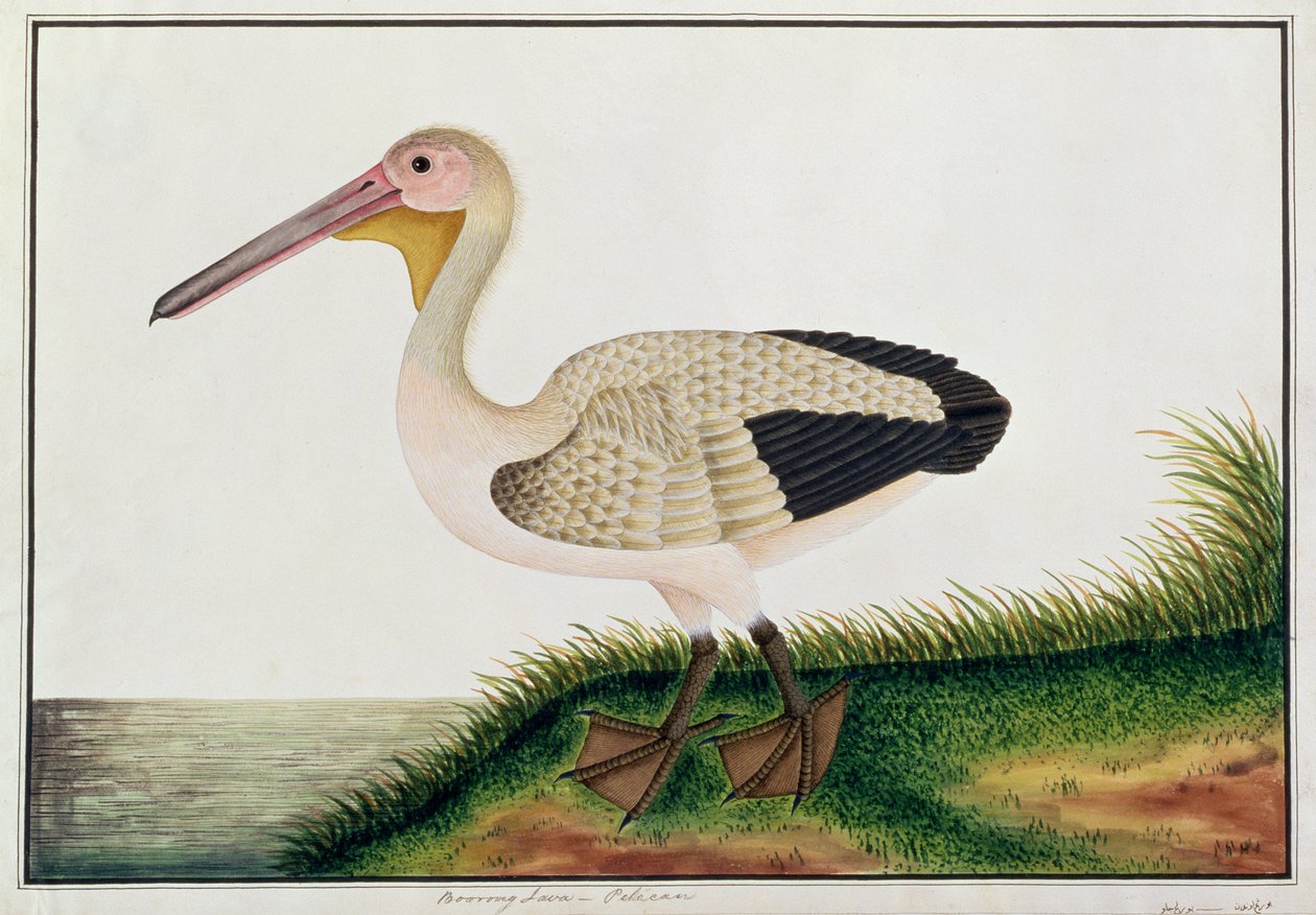 Pelican, Boorong Java, fra Tegninger af fugle fra Malacca, ca. 1805-18 (wc på papir) af Chinese School