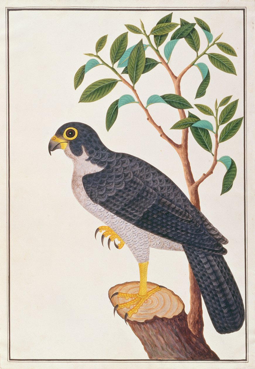 Vandrefalk, fra Tegninger af Fugle fra Malacca, ca. 1805-18 (wc på papir) af Chinese School