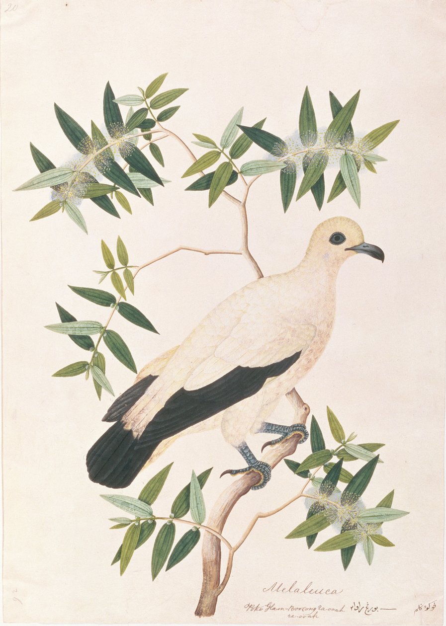 Pied Imperial Pigeon, fra tegninger af fugle fra Malacca, ca. 1805-18 (wc på papir) af Chinese School