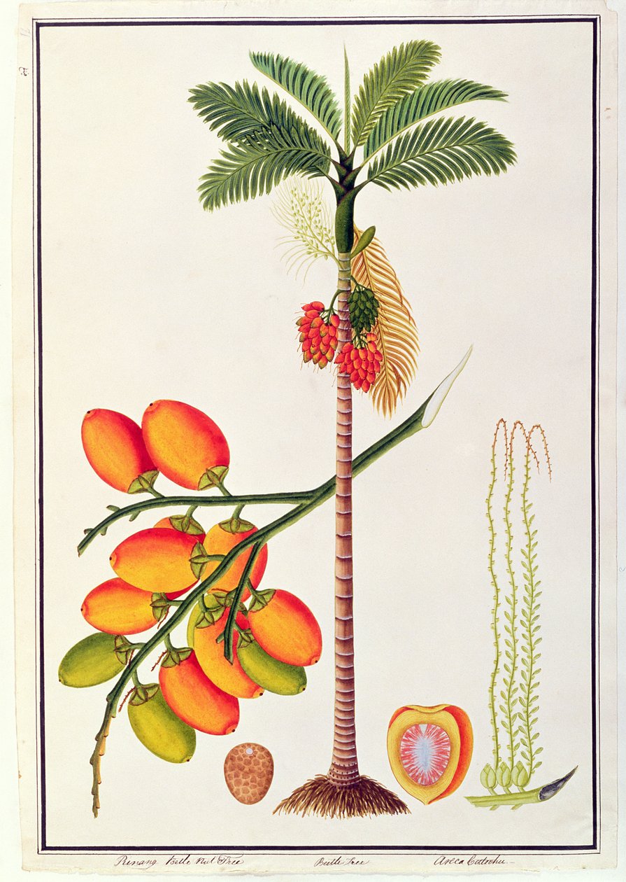 Pinang Betel Nut Tree, fra tegninger af planter fra Malacca, ca. 1805-18 (wc på papir) af Chinese School