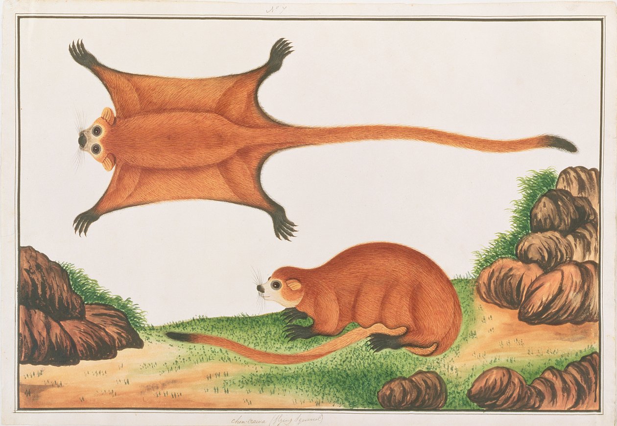 Rødt kæmpe flyvende egern, fra tegninger af dyr, insekter og krybdyr fra Malacca, ca. 1805-18 (wc & gouache på papir) af Chinese School