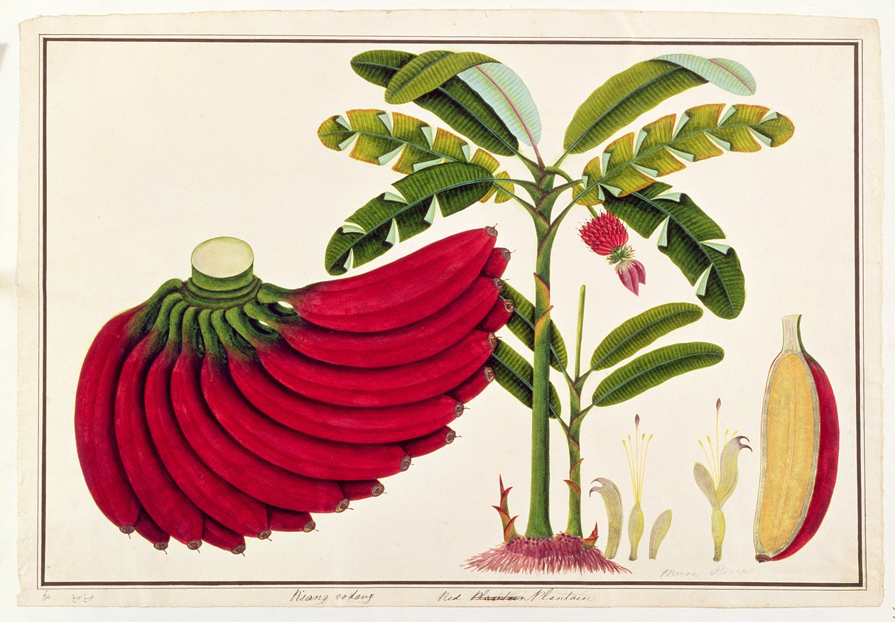 Red Plantain, Pisang udang, fra Drawings of Plants from Malacca, ca. 1805-18 (wc på papir) af Chinese School