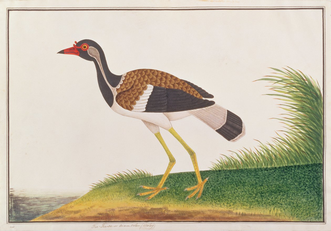 Rødvibe, fra tegninger af fugle fra Malacca, ca. 1805-18 (wc på papir) af Chinese School