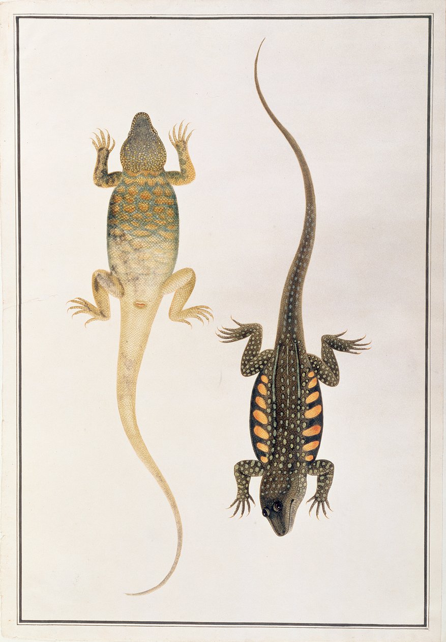 Krybdyr, fra tegninger af dyr, insekter og krybdyr fra Malacca, ca. 1805-18 (wc og gouache på papir) af Chinese School