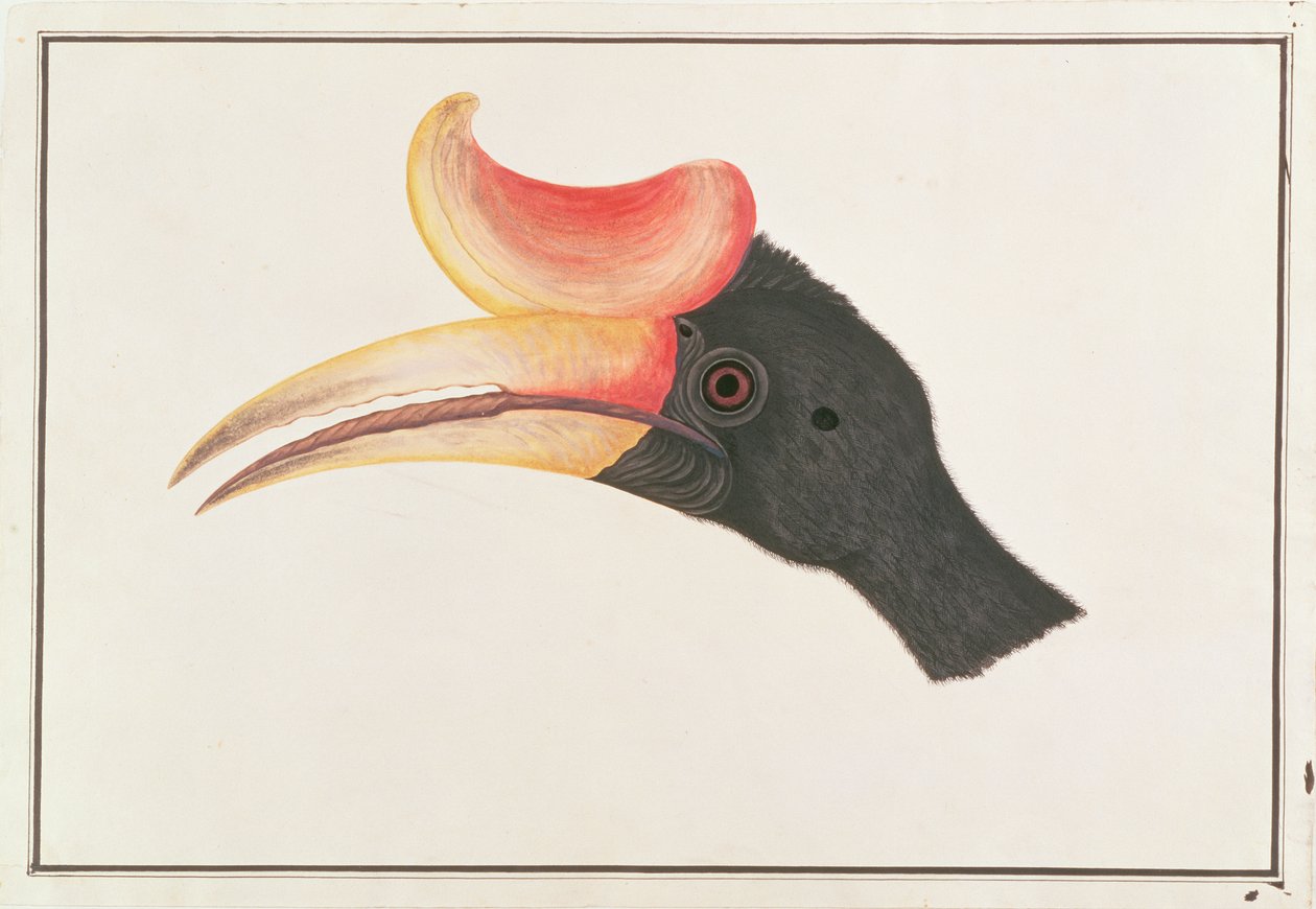Næsehornsnæsehornsfugl, fra tegninger af fugle fra Malacca, ca. 1805-18 (wc på papir) af Chinese School