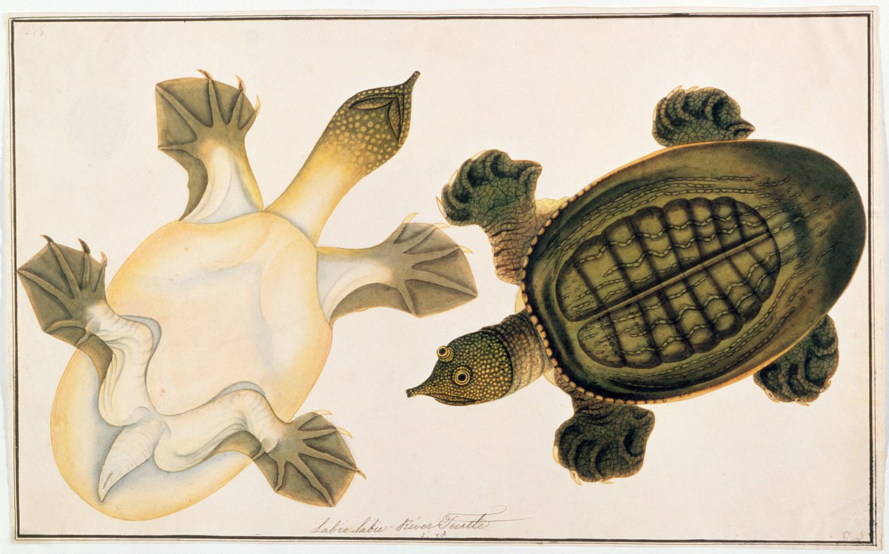 River Turtle, Labie Labu, fra tegninger af dyr, insekter og krybdyr fra Malacca, ca. 1805-18 (gouache og wc på papir) af Chinese School