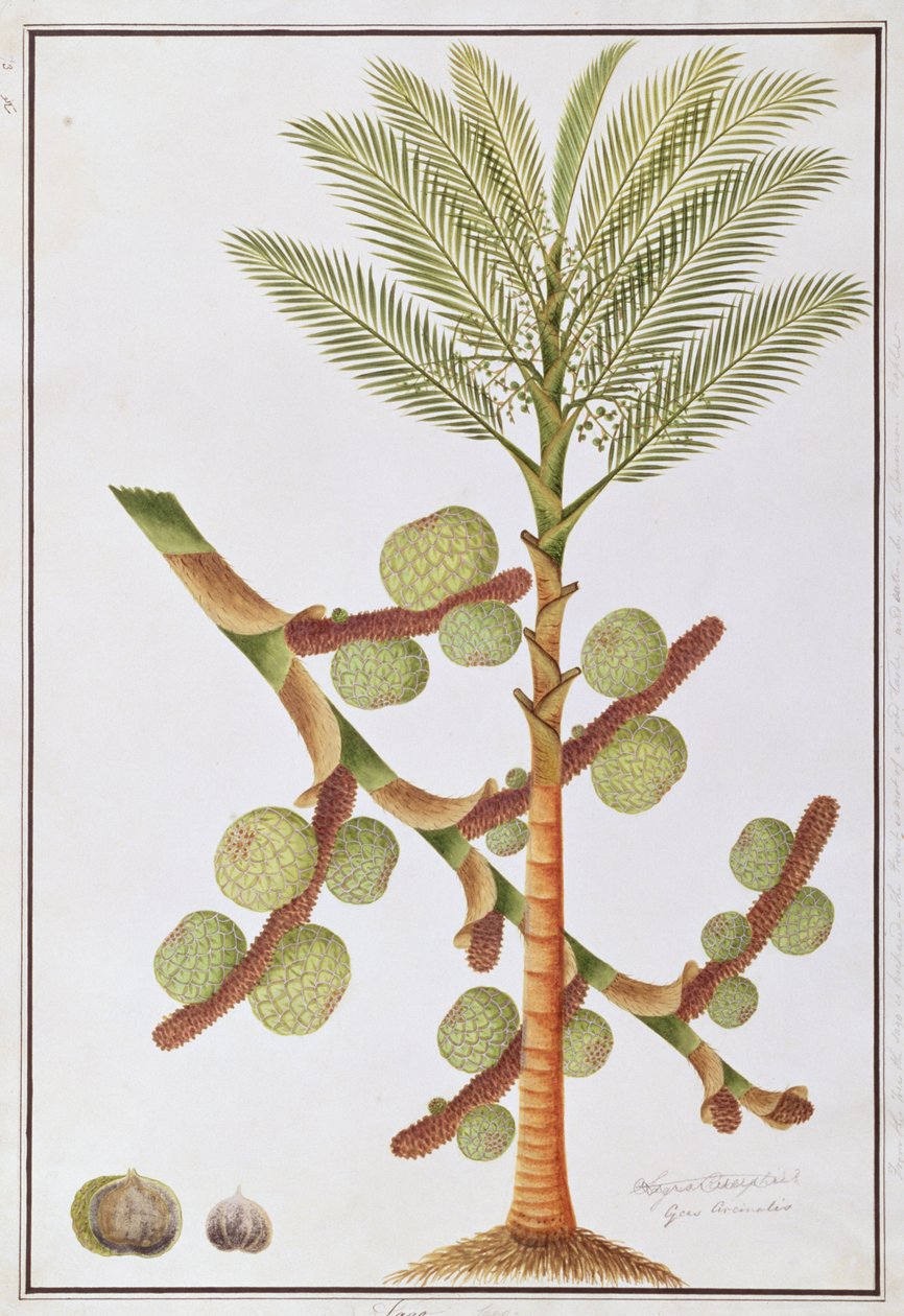Sago, fra tegninger af planter fra Malacca, ca. 1805-18 (wc på papir) af Chinese School