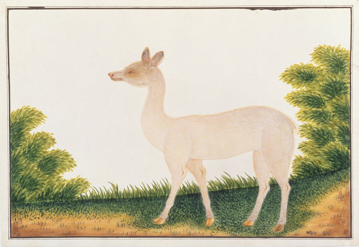 Sambar Deer, fra tegninger af dyr, insekter og krybdyr fra Malacca, ca. 1805-18 (wc & gouache på papir) af Chinese School