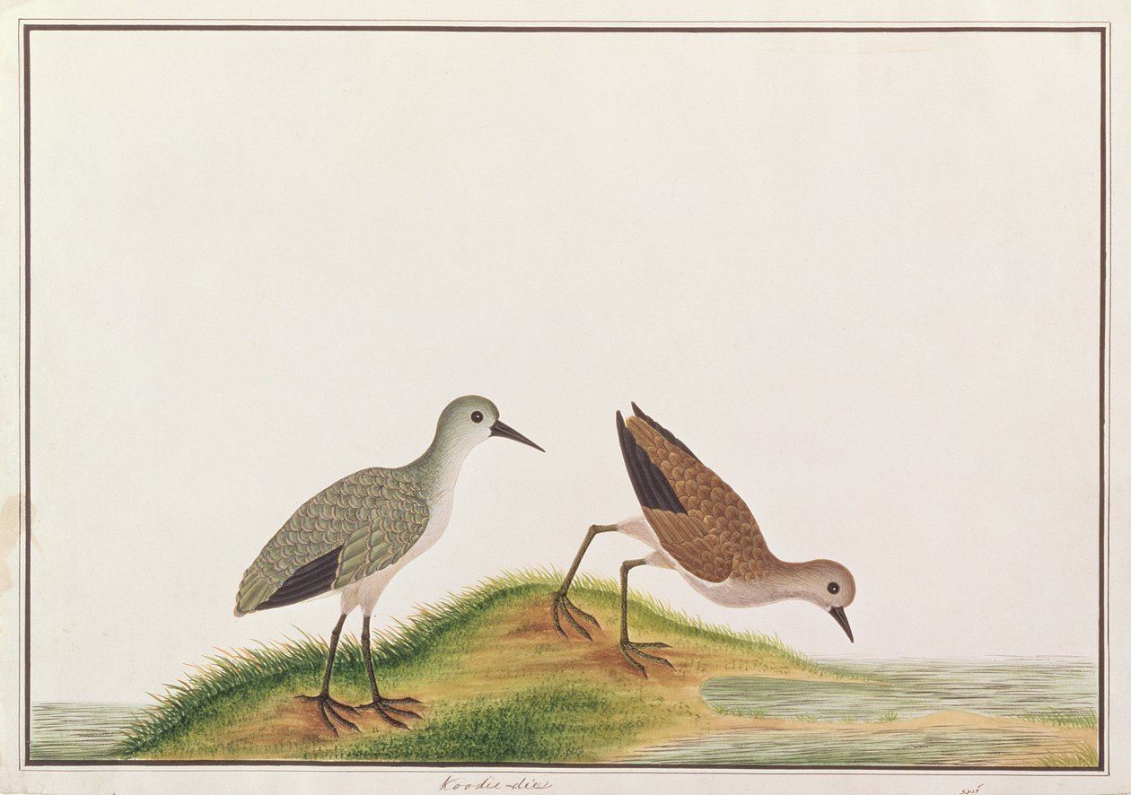 Sandpiper, fra Tegninger af Fugle fra Malacca, ca. 1805-18 (wc på papir) af Chinese School