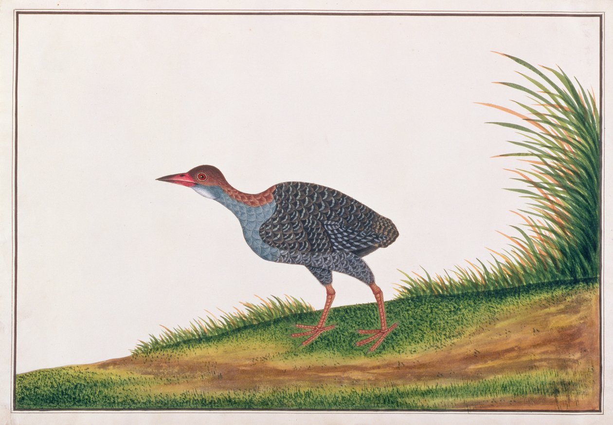 Skiferskinne, fra tegninger af fugle fra Malacca, ca. 1805-18 (wc på papir) af Chinese School