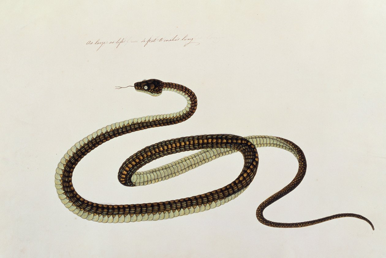 Slange, fra tegninger af dyr, insekter og krybdyr fra Malacca, ca. 1805-18 (gouache og wc på papir) af Chinese School