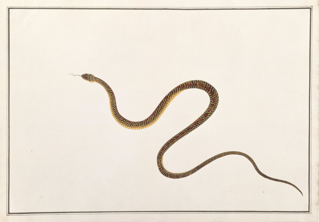Slange, fra tegninger af dyr, insekter og krybdyr fra Malacca, ca. 1805-18 (gouache og wc på papir) af Chinese School