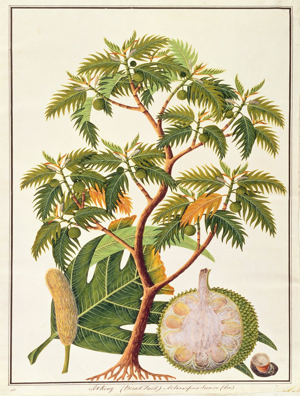 Sookong (Brødfrugt) og Artocarpus Incisa (Lin) fra Tegninger af planter fra Malacca, ca. 1805-18 (wc på papir) af Chinese School