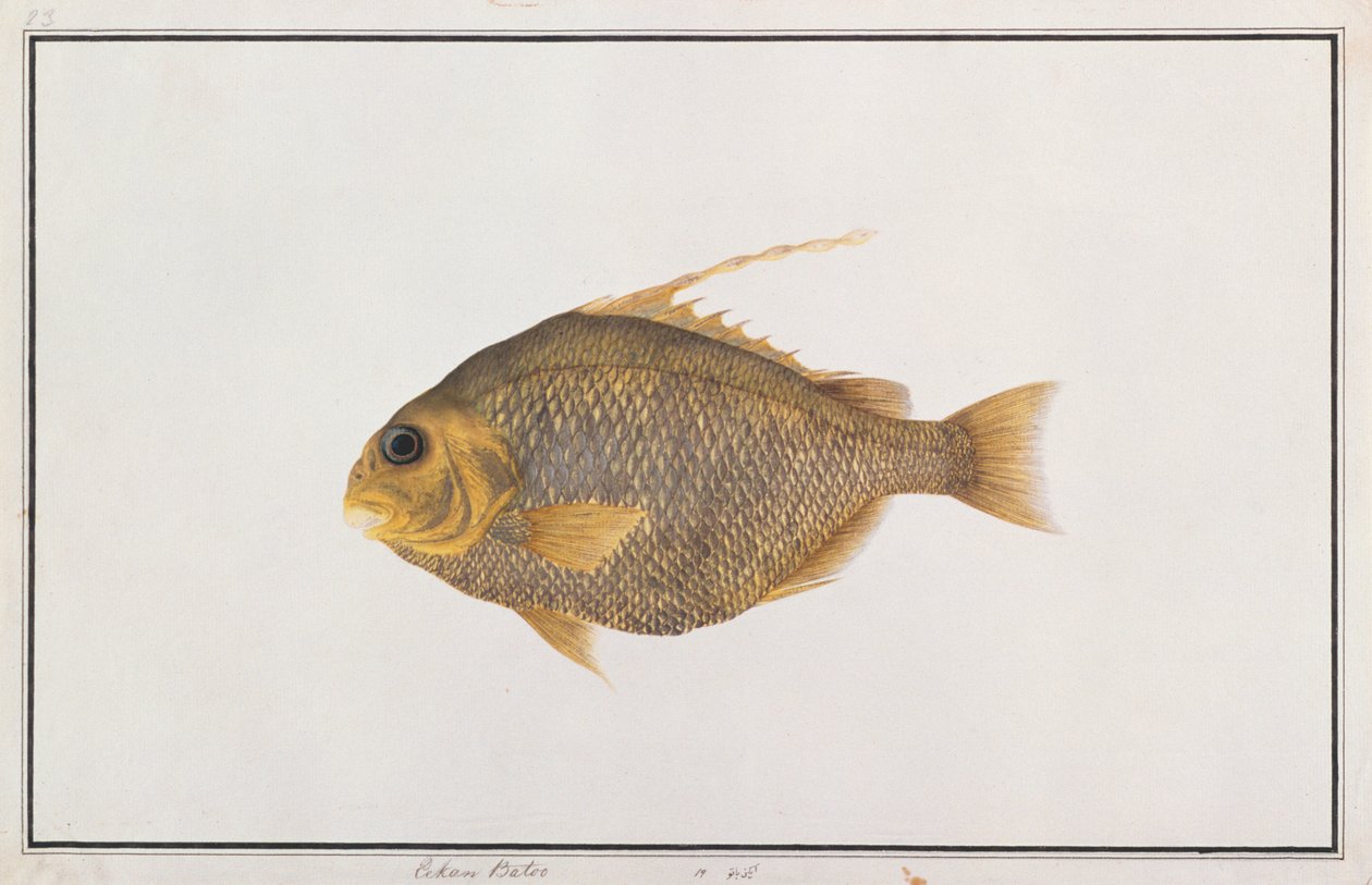 Spadefish, fra tegninger af fisk fra Malacca, ca. 1805-18 (wc på papir) af Chinese School