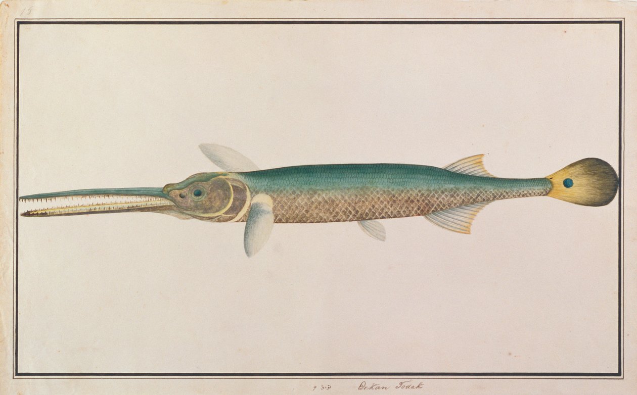 Spottail Needlefish, fra tegninger af fisk fra Malacca, ca. 1805-18 (wc på papir) af Chinese School