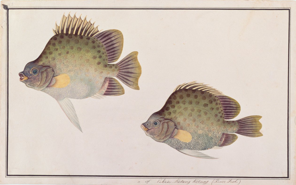 Spotted Scat, fra tegninger af fisk fra Malacca, ca. 1805-18 (wc på papir) af Chinese School