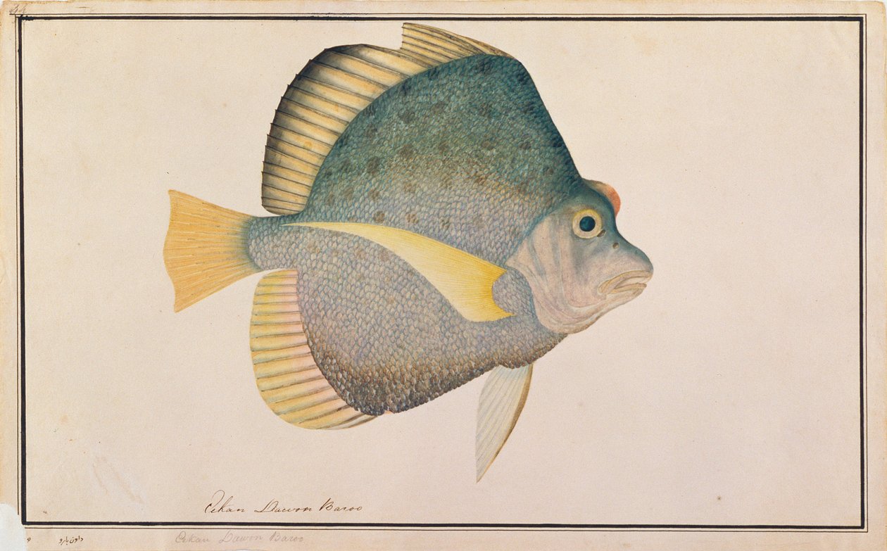 Plettet seglfisk, fra tegninger af fisk fra Malacca, ca. 1805-18 (wc på papir) af Chinese School